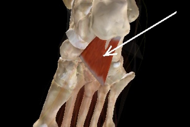 Muscular Pierna