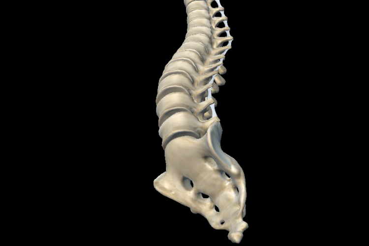 Visión 3D columna vertebral