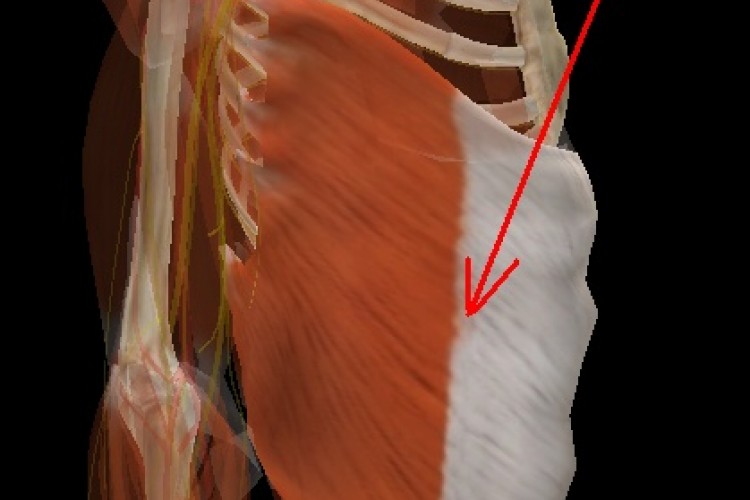 Muscular Tórax