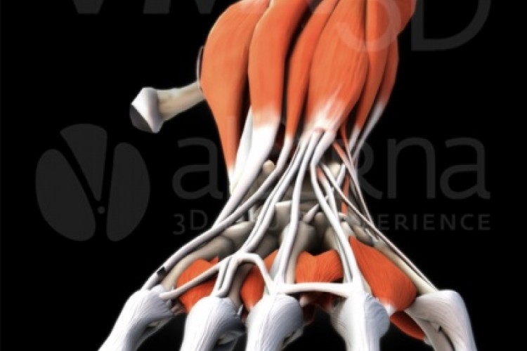Anatomie 3D tête, cou et épaule avec angiosomes