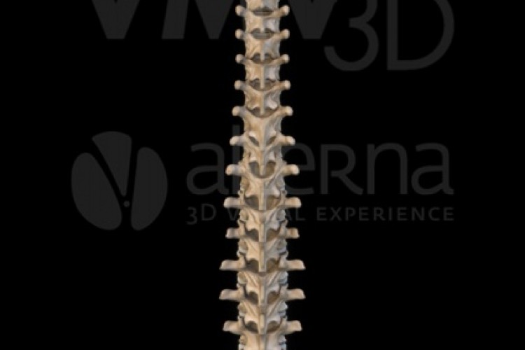 Columna vertebral.