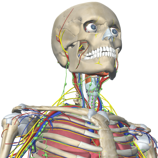 Anatomía 3D