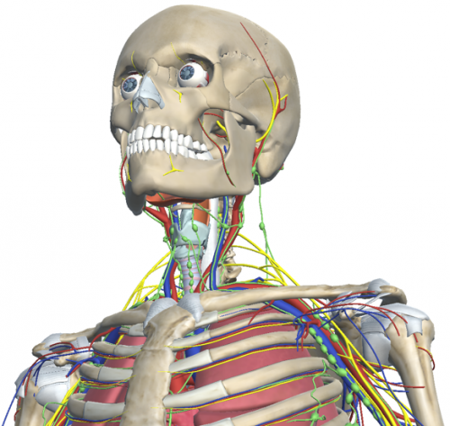 Anatomía 3D