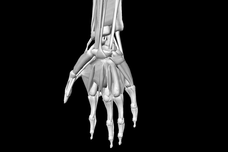Muscular wrist hand view