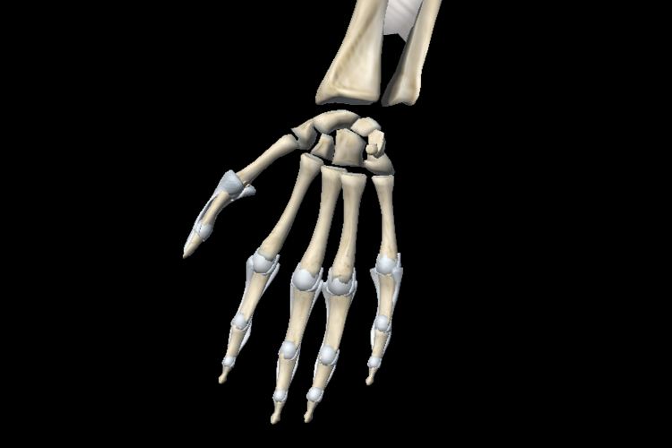 Anterior vision forearm and hand joint