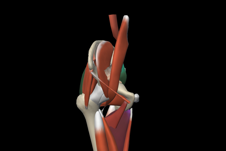 Visión sagital estructura muscular pelvis