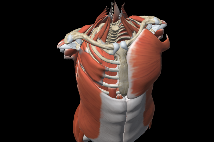 Visón muscular cintura escapular