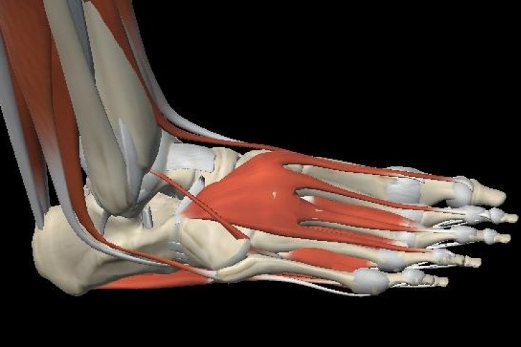 Muscular foot view