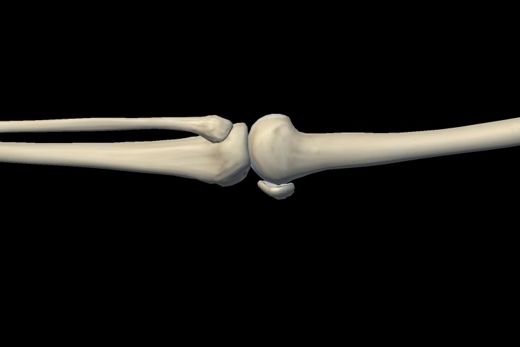 Anterior knee view