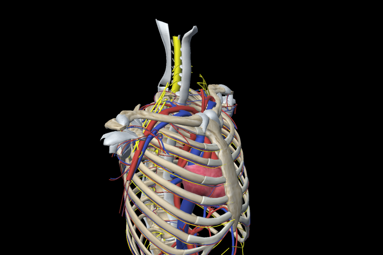 Visión estructuras vasculares y nerviosas de la cintura escapular