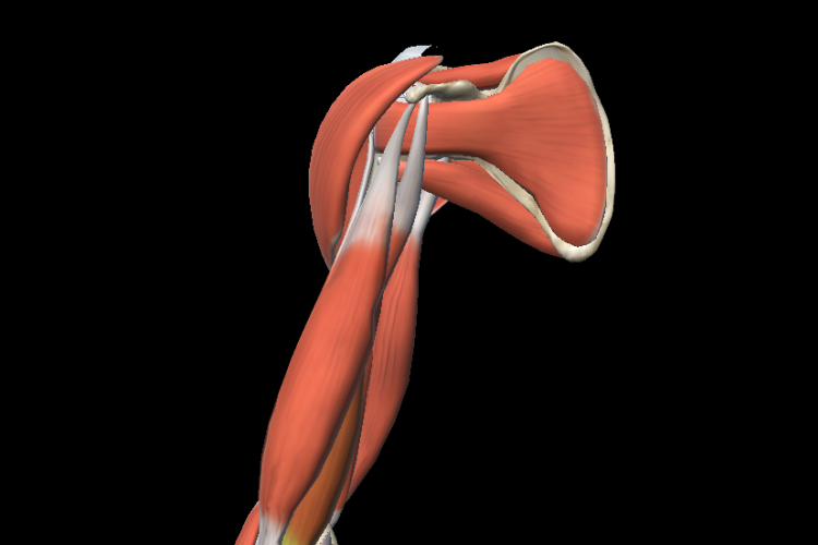 Osteomuscular view 3D arm I